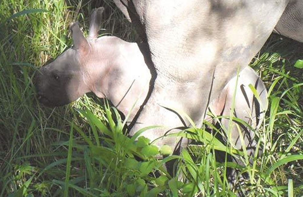Nandi and Baby Rhino