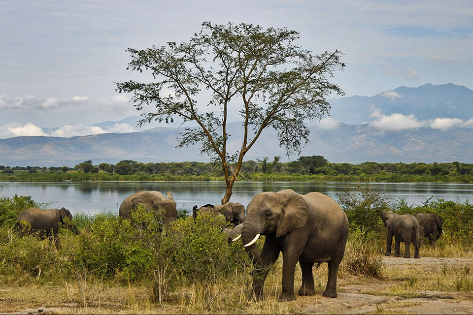 Elephants in Uganda
