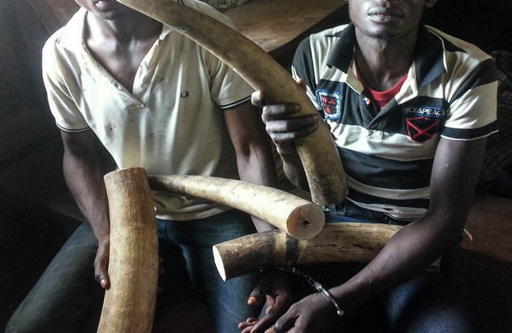 Ivory Traffickers