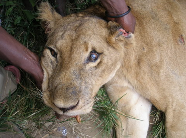 Lion Killed in Queen Elizabeth National Park