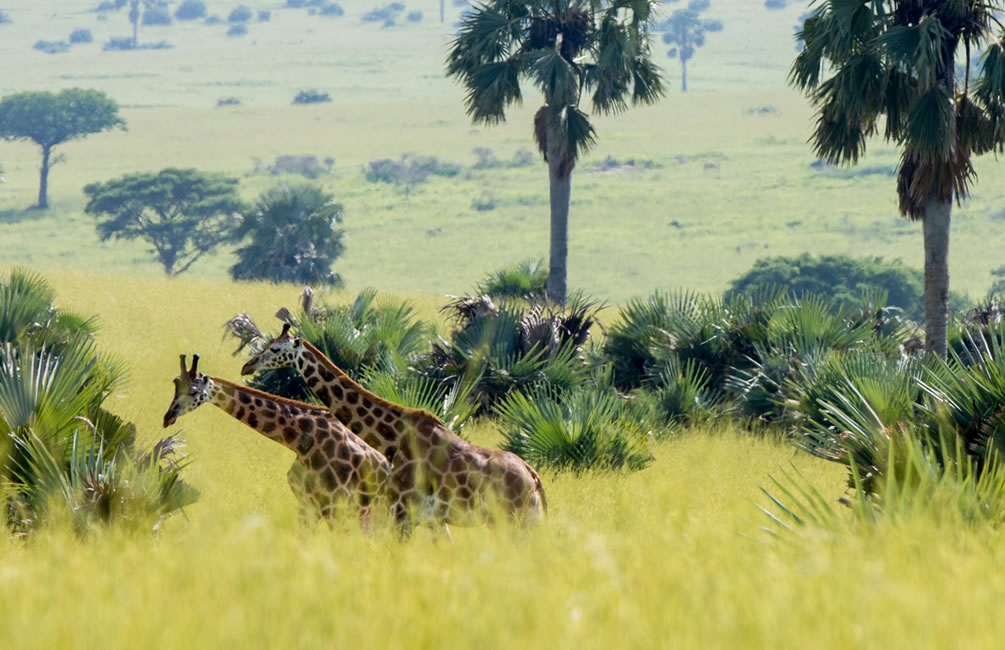 Saving Uganda’s Rothschild’s Giraffe