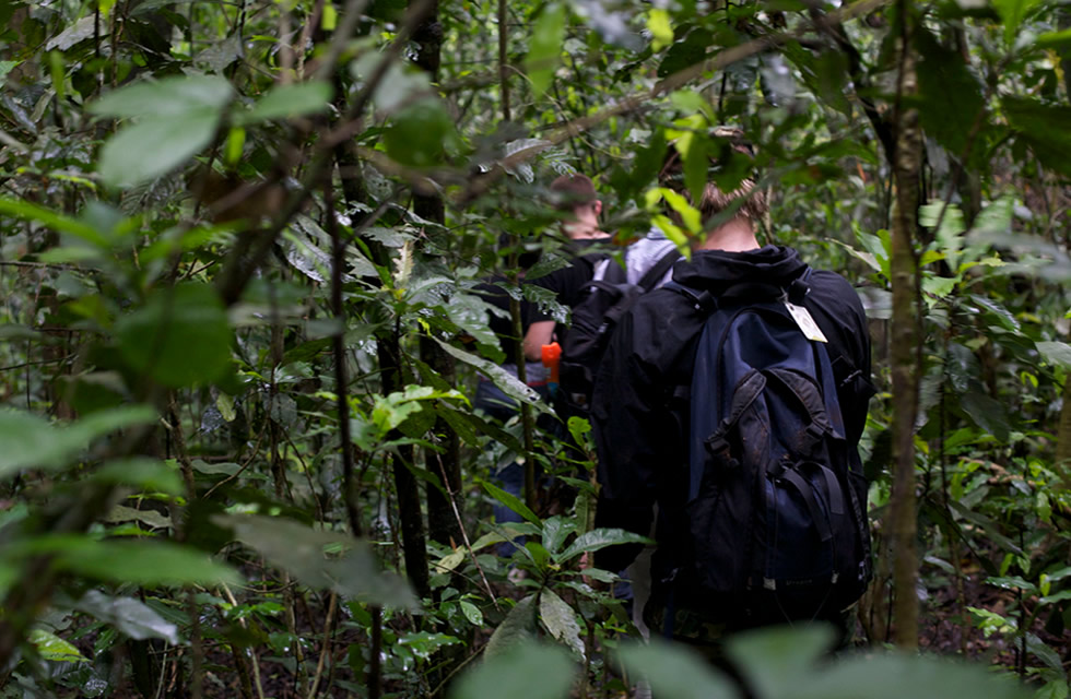 Chimpanzee Trekking Vs Chimpanzee Habituation Experience