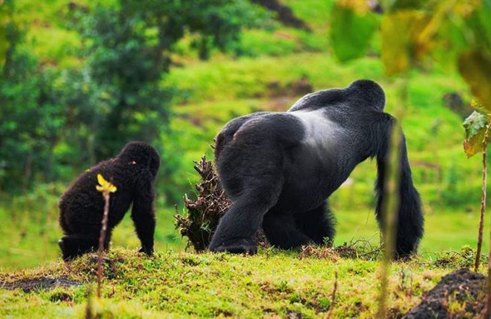 Mountain Gorilla Population Exceeds 1000