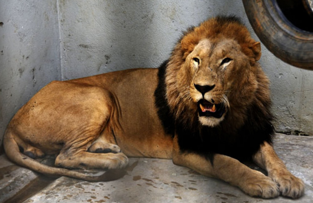 LETABA: The Lion we needed but killed