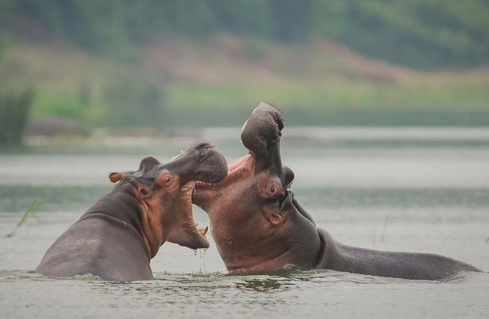 Uganda Hippos