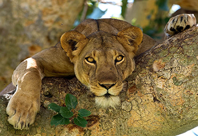 Tree Climbing Lions