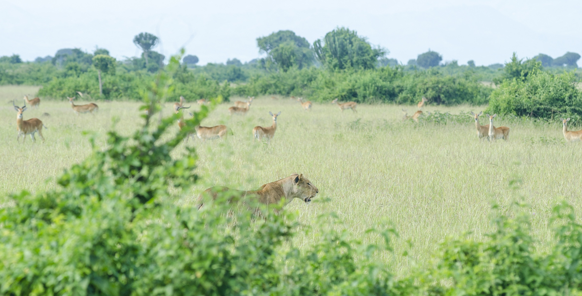 Uganda Wildlife