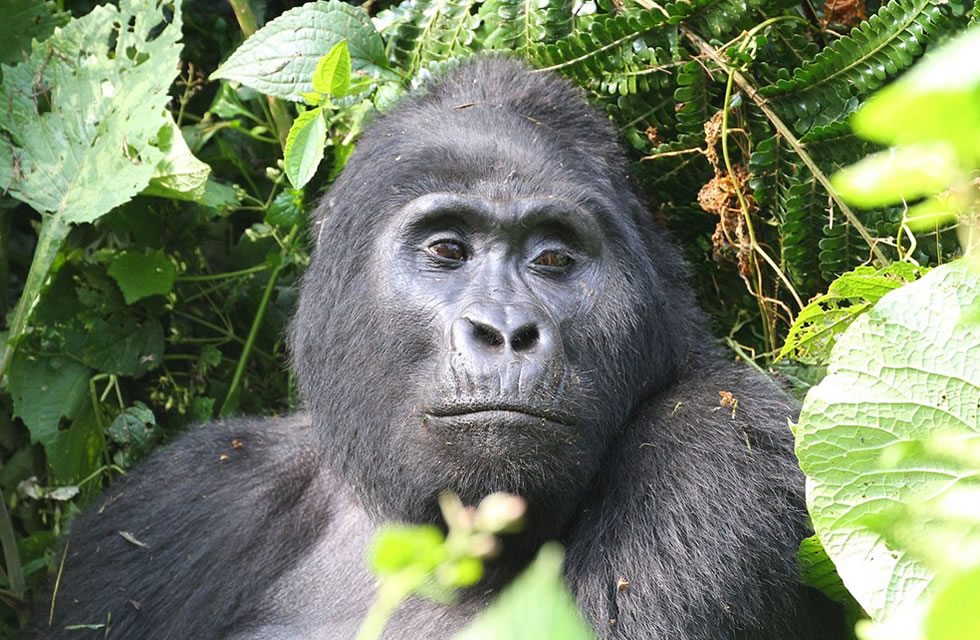 Bwindi Mountain Gorilla