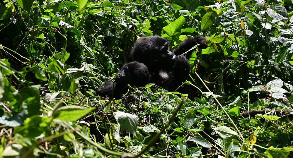 Why Uganda is the Best Destination to See Gorillas in 2024