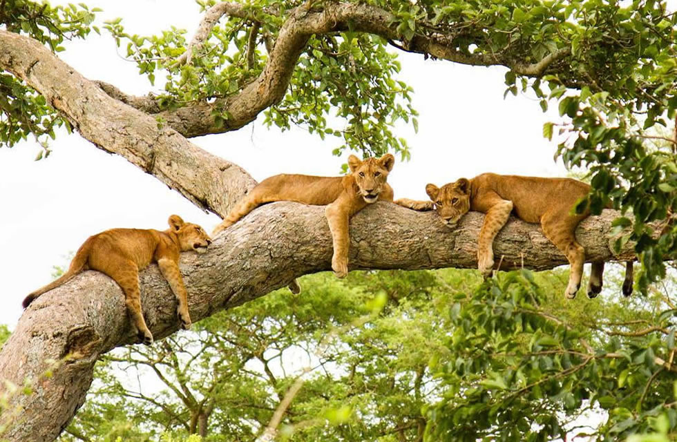 Tree Climbing Lions