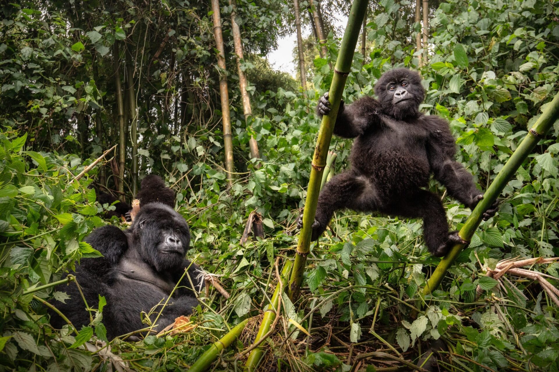 17 Reasons Why Gorilla Trekking in Uganda is the Real Deal