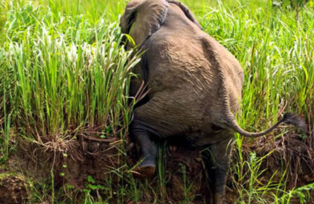 It’s World Elephant Day: Interesting facts About Elephants