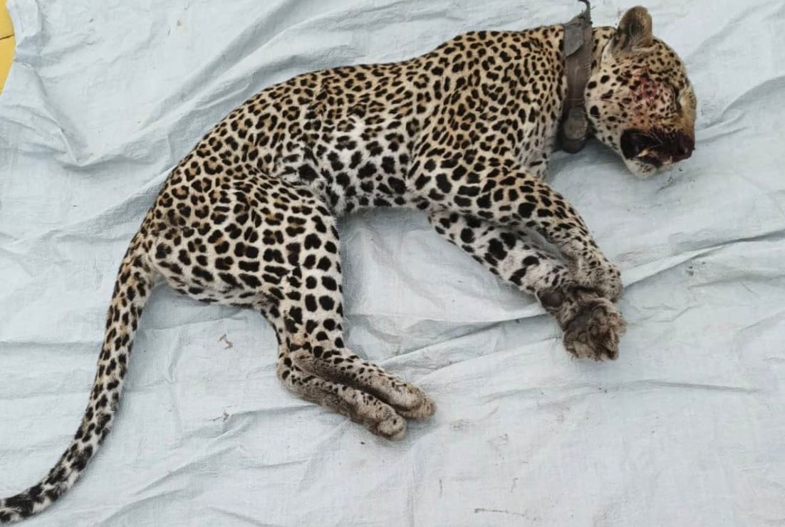 Grace, the Queen Leopard at Kasenyi Dies