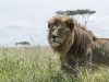 What you didn’t Know about the African Lion Uganda Lion